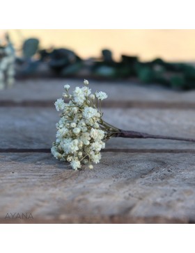 Pic-gypsophile-fleurs