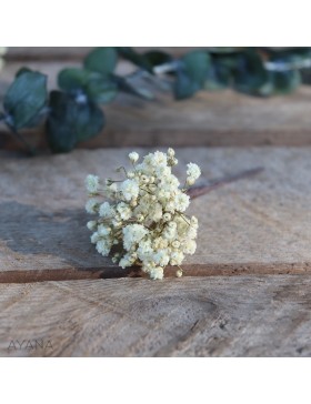 Pic-gypsophile-en-fleurs-eternelles