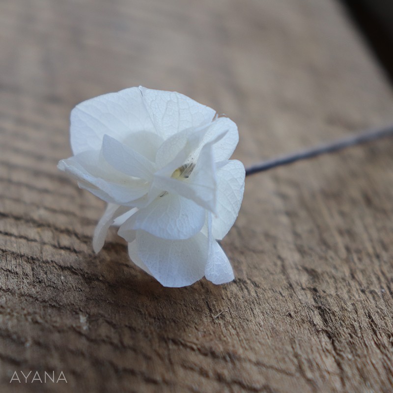 Pic-hortensia-en-fleurs-eternelles