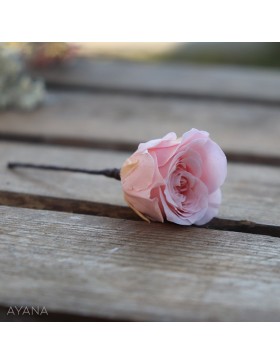 Pic-mini-rose-en-fleurs