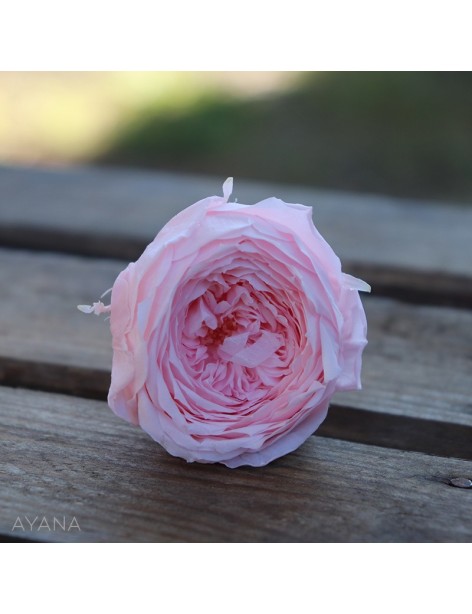 Pic-rose-anglaise-fleur