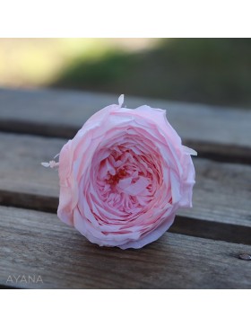 Pic-rose-anglaise-fleur