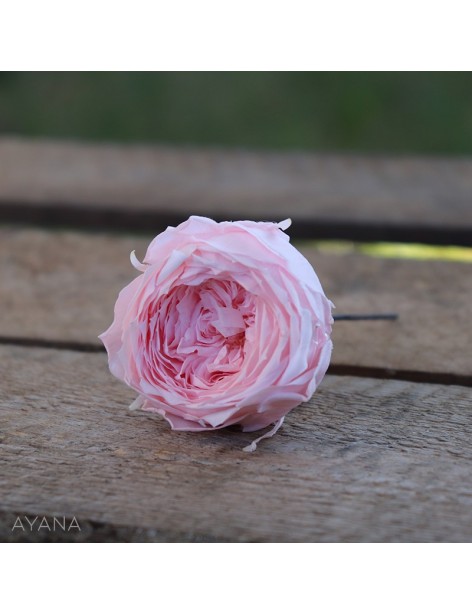 Pic-rose-anglaise-en-fleurs-eternelles