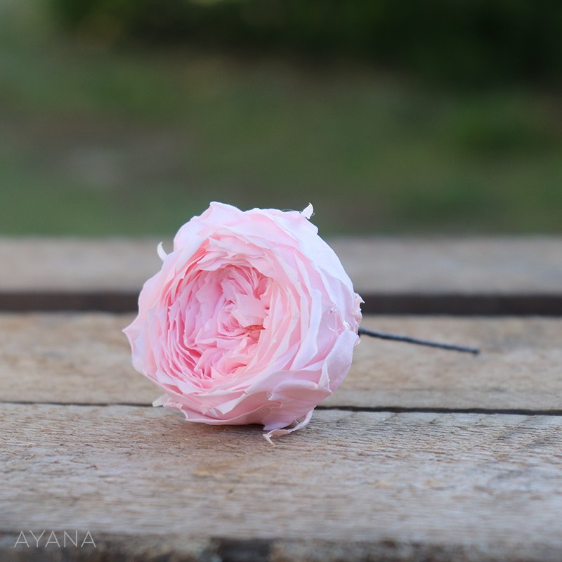 Pic-rose-anglaise-fleurs-eternelles