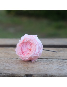 Pic-rose-anglaise-fleurs-eternelles