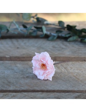 Pic-rose-sauvage-fleur