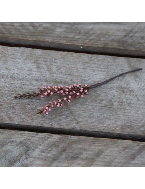 Pic-bruyere-de-fleurs-eternelles