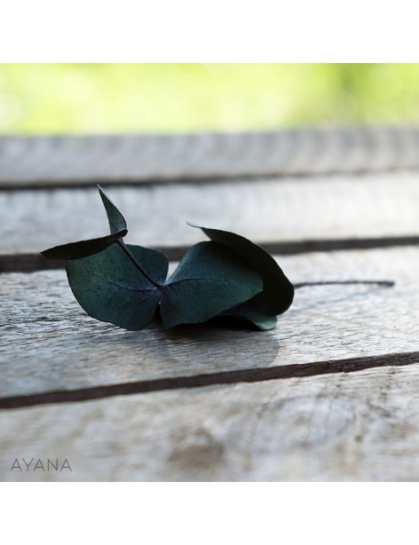 Pic-eucalyptus-de-fleur-eternelle