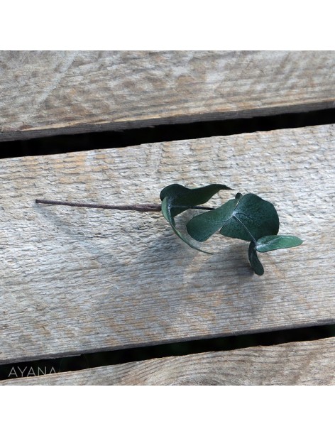 "Eucalyptus" Peak