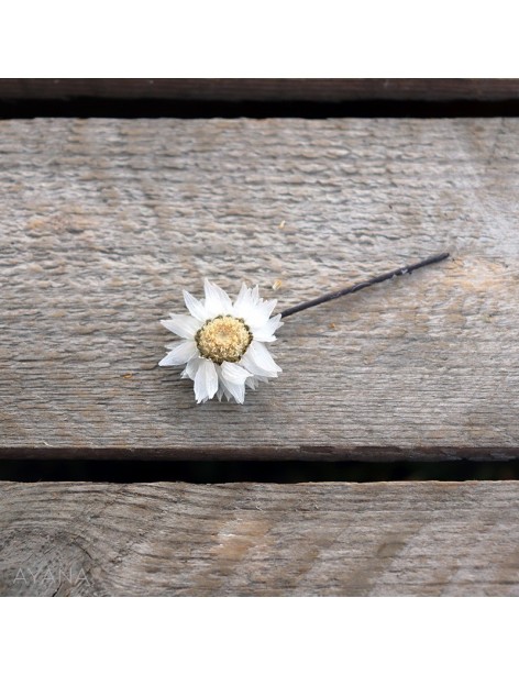 Pic-rodanthe-de-fleurs-eternelles