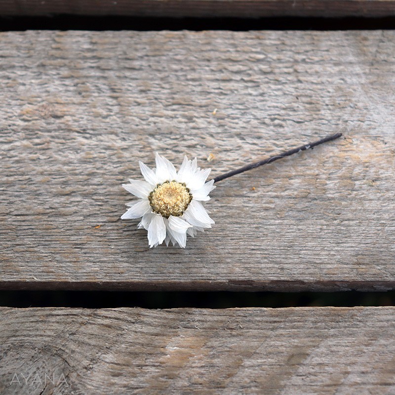 Pic-rodanthe-de-fleurs-eternelles