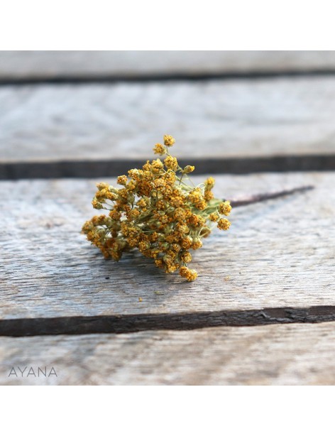 Pic-broom-en-fleurs-eternelles