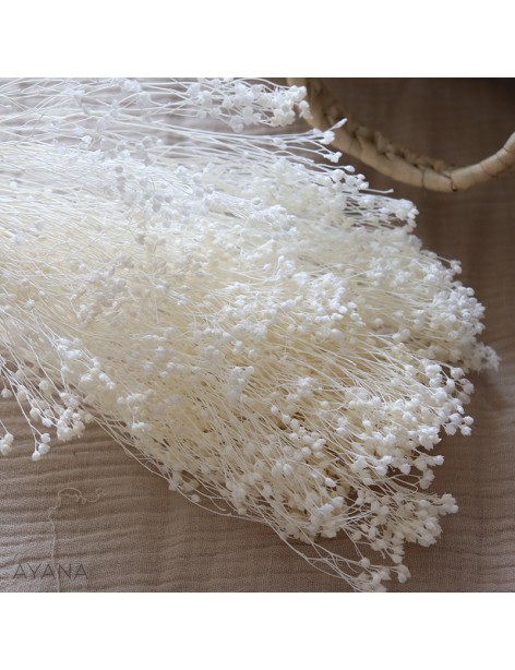 Bunch of dried white broom