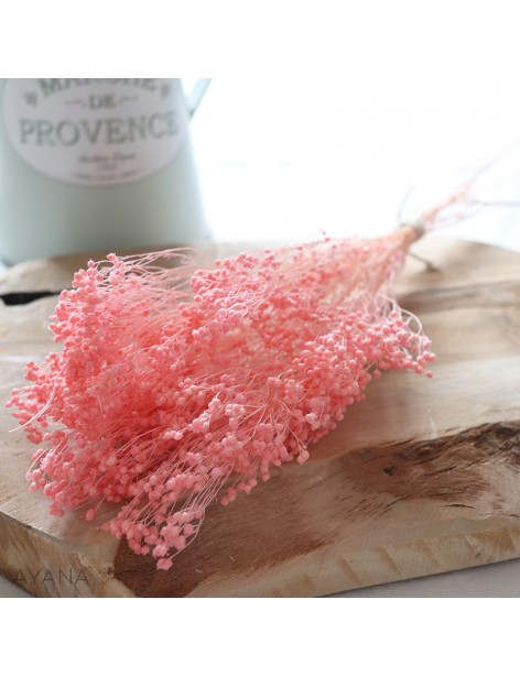 Bunch of preserved pink broom