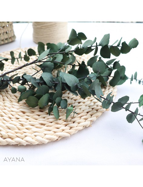 Botte d eucalyptus stuartiana