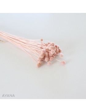 Botte botao seche ROSE