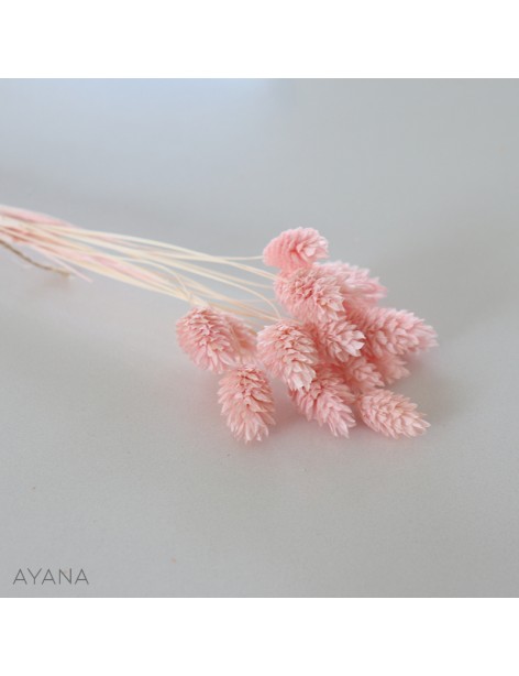 Botte phalaris seche ROSE
