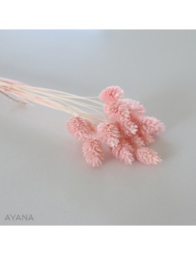 Botte phalaris seche ROSE