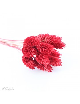 Botte phalaris seche ROUGE