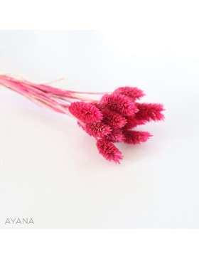 Botte phalaris seche FUSCHIA