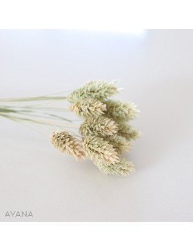 Botte phalaris seche VERT NATUREL