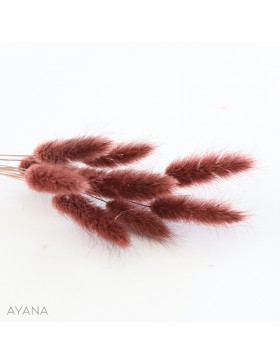 Botte de lagurus seche MARRON