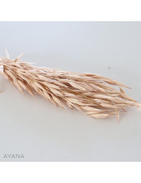 Botte avoine seche