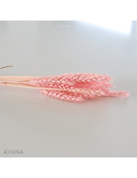 Botte de ble seche