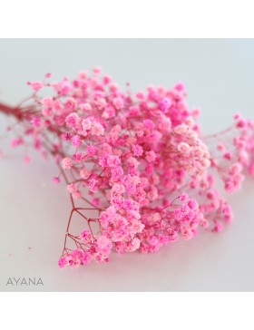 Botte de gypsophile stabilise