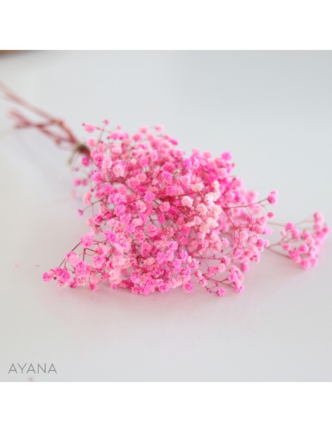 Botte de gypsophile stabilise