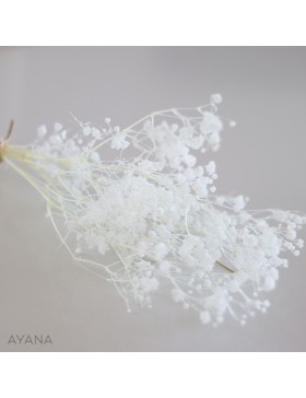 Botte de gypsophile stabilise