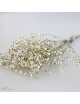 Botte de gypsophile stabilise