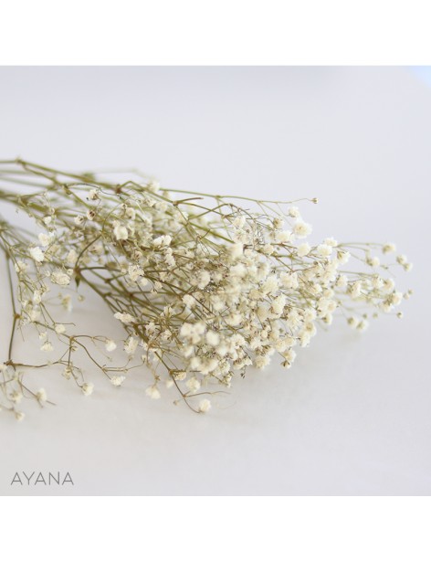 Botte de gypsophile stabilise