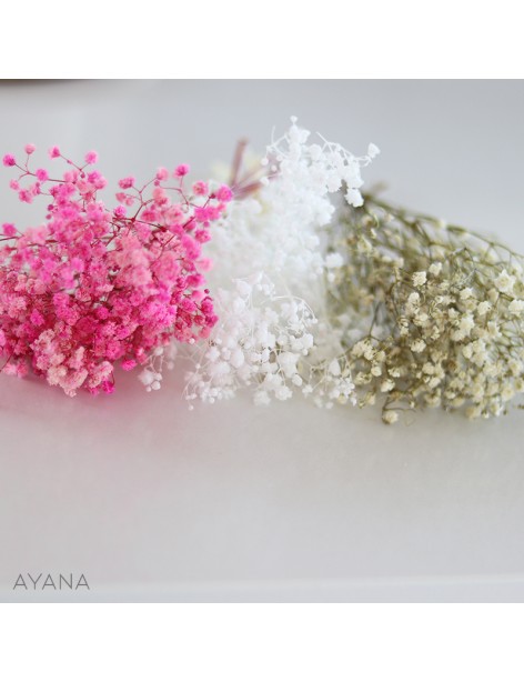 Botte de gypsophile stabilise