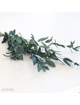 Botte eucalyptus stabilise