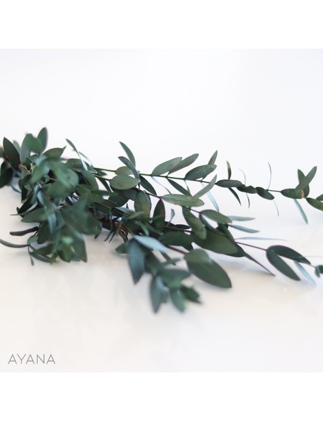 Botte eucalyptus stabilise