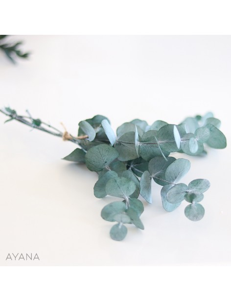 Botte eucalyptus stabilise