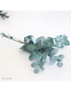 Botte eucalyptus stabilise