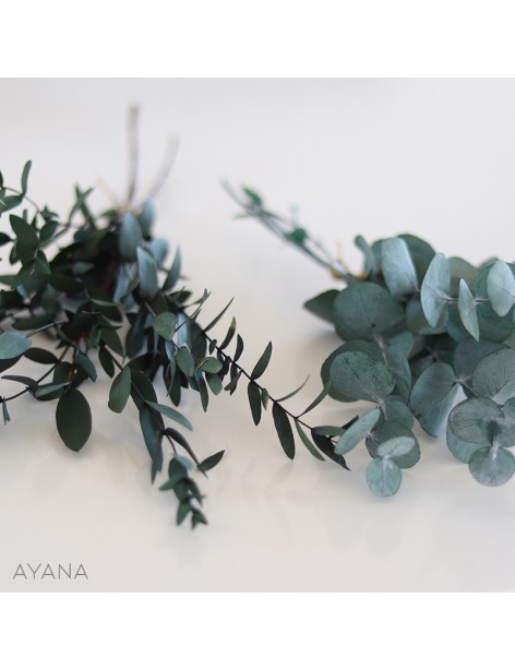 Botte eucalyptus stabilise
